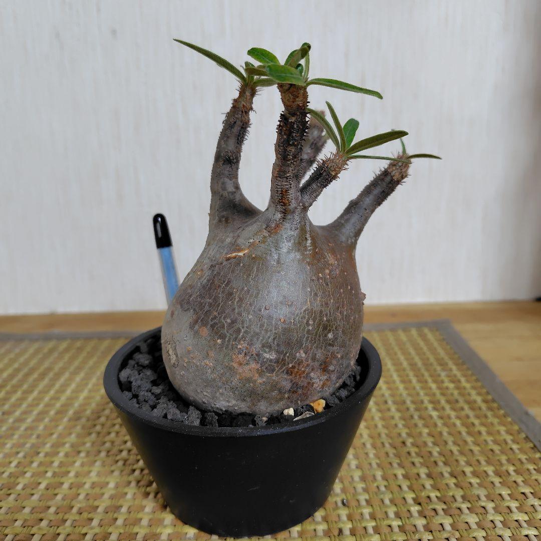 E*a様 パキポディウム グラキリス 中 現地球 コーデックス