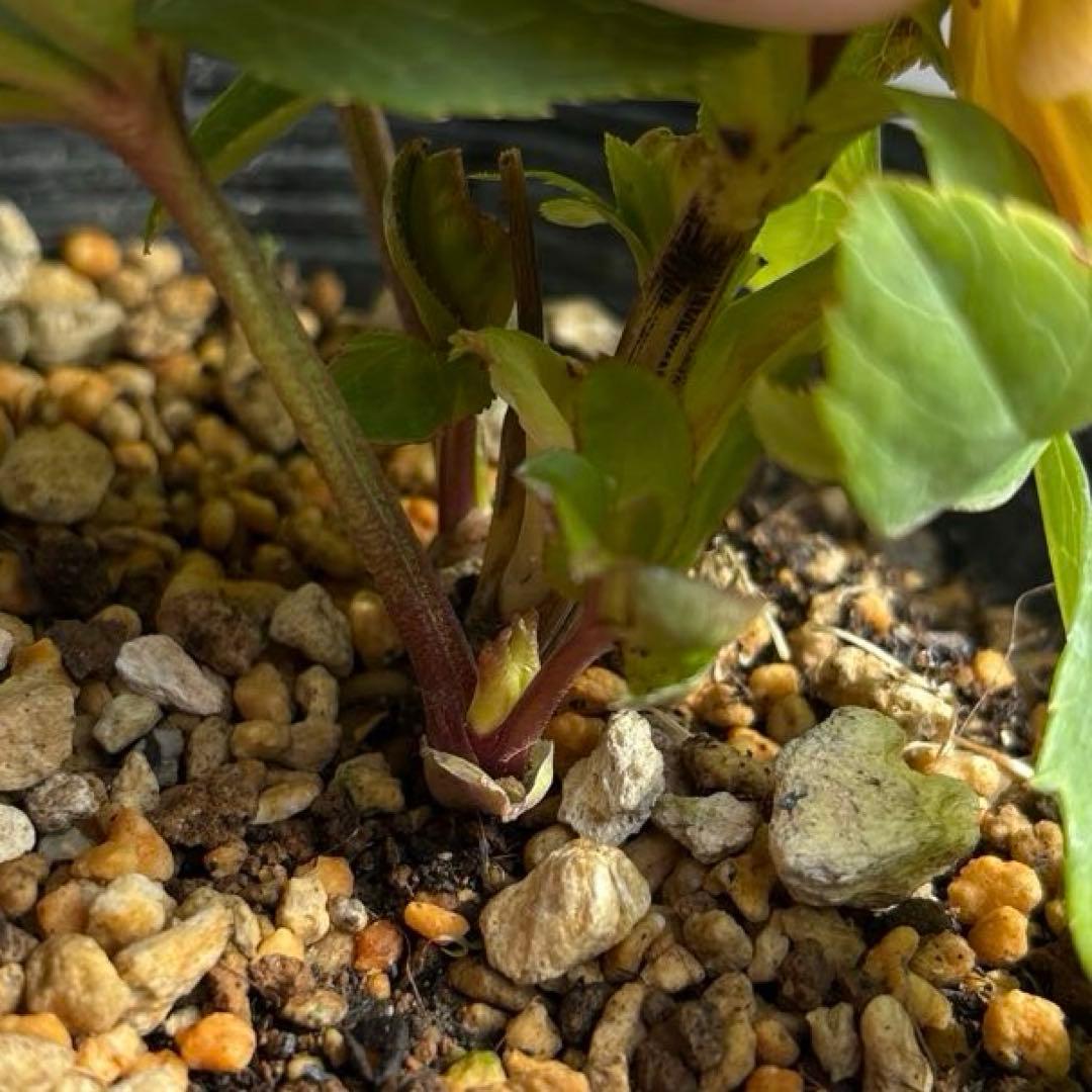 マリアルーベンス交配　加藤農園　クリスマスローズ　開花株　匿名発送　交配タグ付き