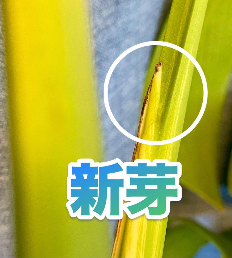 【大葉30㎝以上】4枚葉 モンステラ デリシオーサ イエローマリリン 斑入り