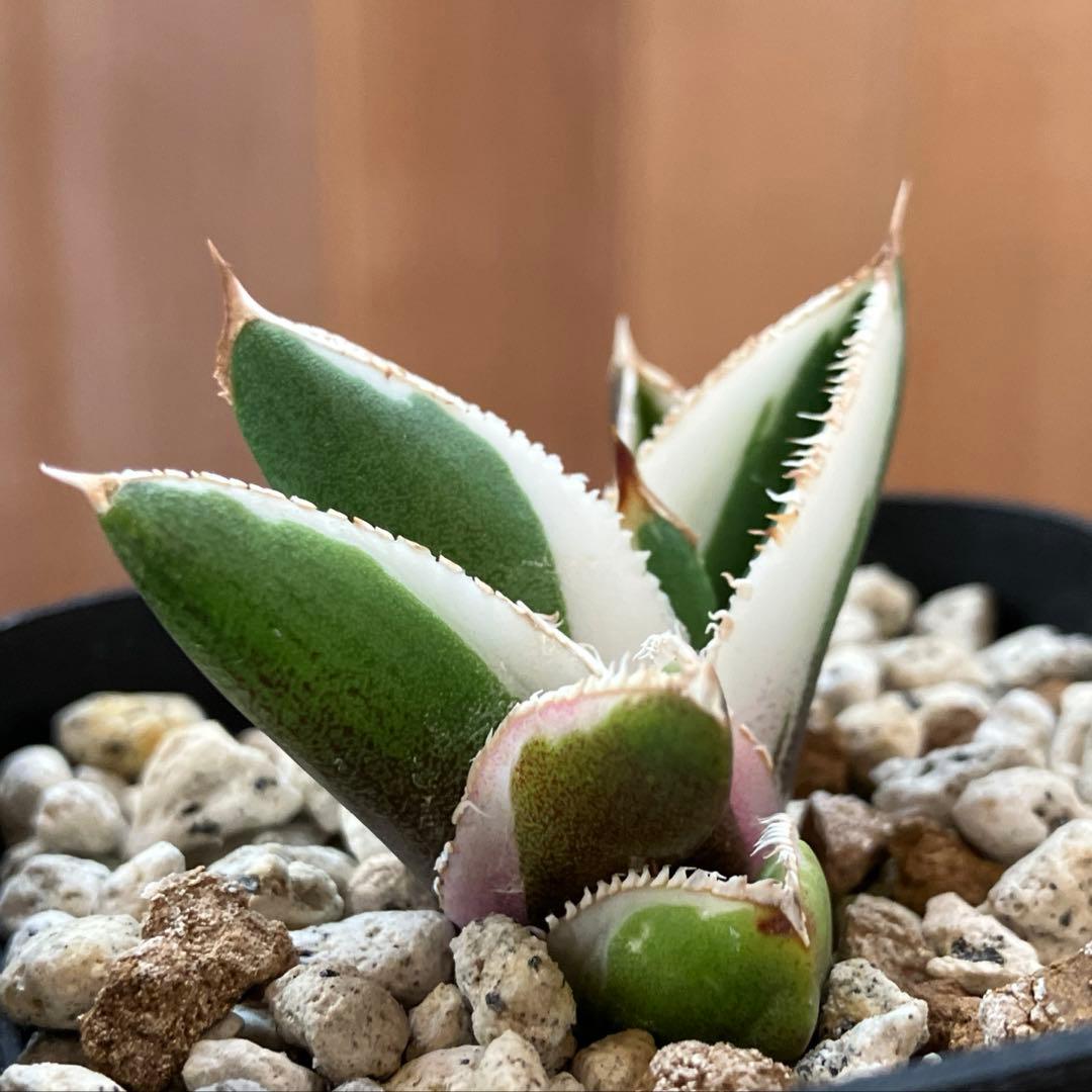 速達【鉢ごと発送】活着　特大　選抜　アガべ　チタノタ　豆豆龍錦　TC 白覆輪