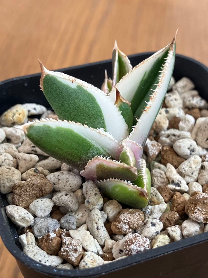 速達【鉢ごと発送】活着　特大　選抜　アガべ　チタノタ　豆豆龍錦　TC 白覆輪