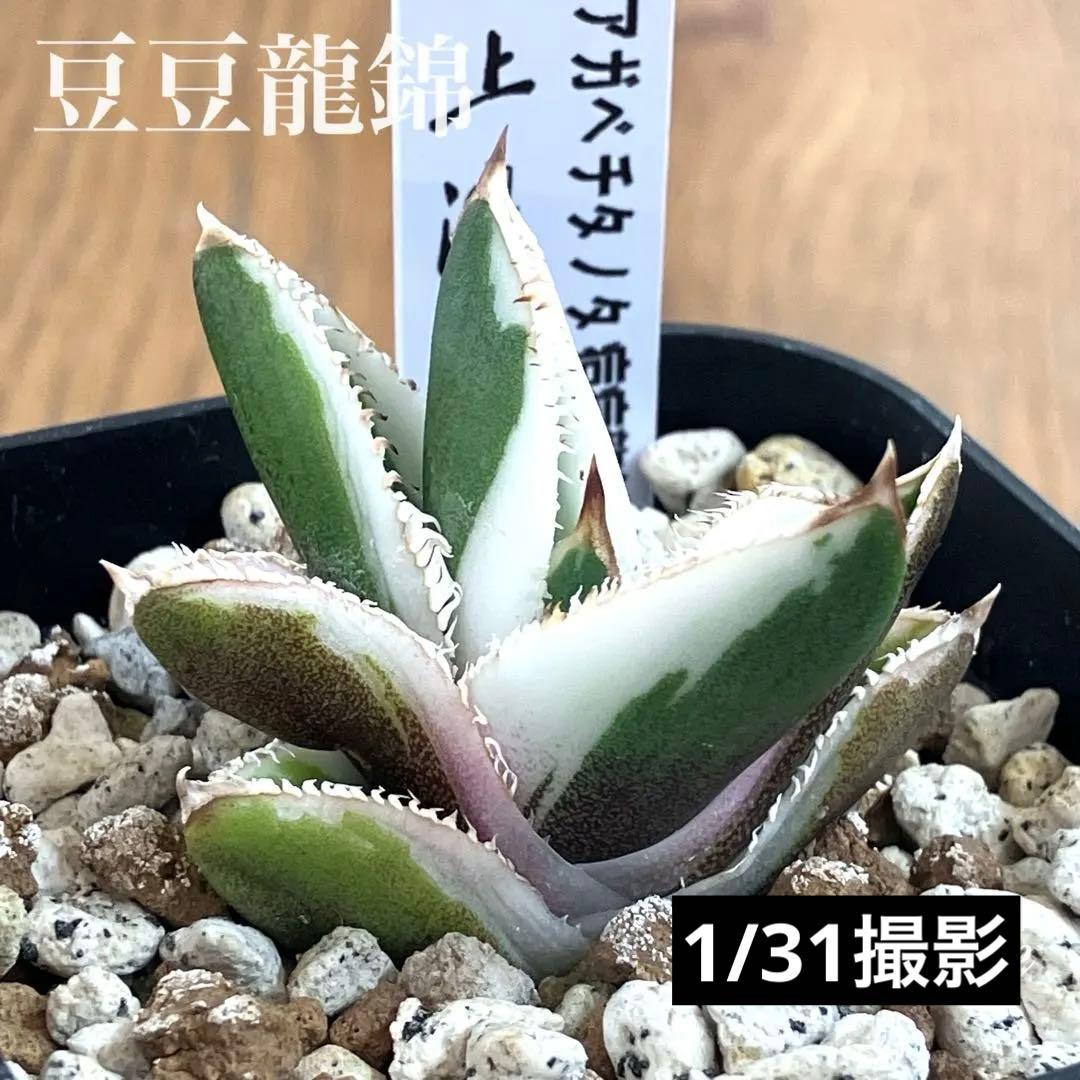 速達【鉢ごと発送】活着　特大　選抜　アガべ　チタノタ　豆豆龍錦　TC 白覆輪