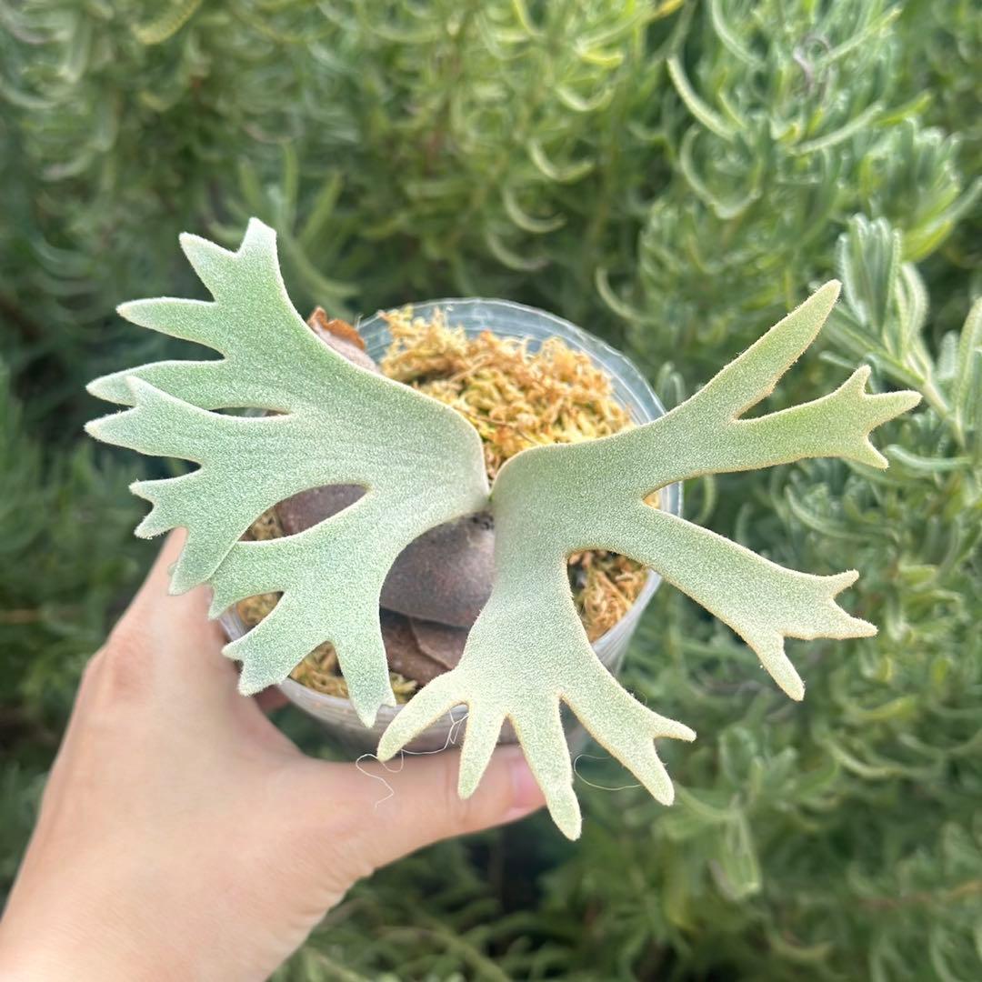 速達！！P. willinckii ’Bacteria’ spore 2101