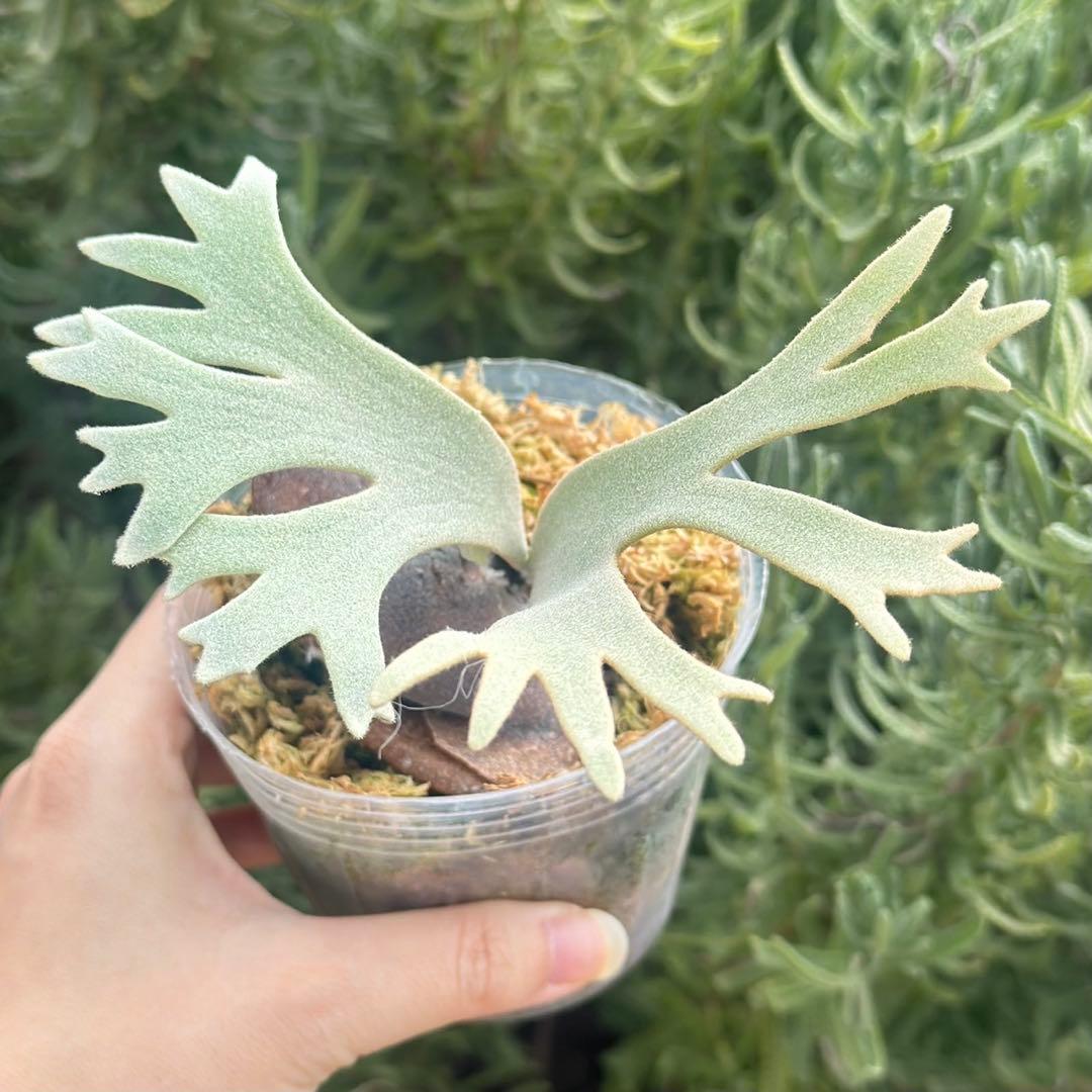 速達！！P. willinckii ’Bacteria’ spore 2101