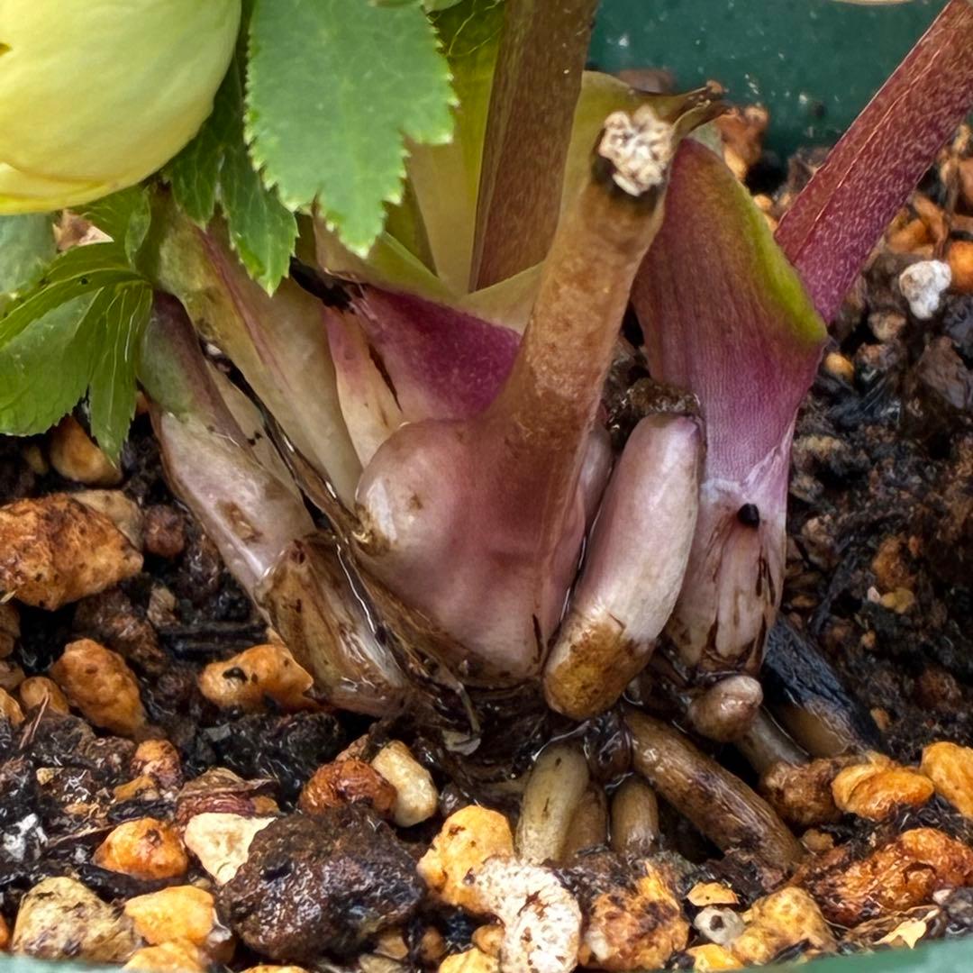 u*0様 3569☘️沢山花蕾付☘️ボリュームSD⭐️超小輪⭐️オーレア⭐️超コ