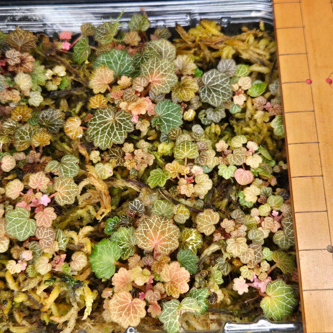 特上✨️八房姫ユキノシタ✨️わあ～こんなにたくさん❤