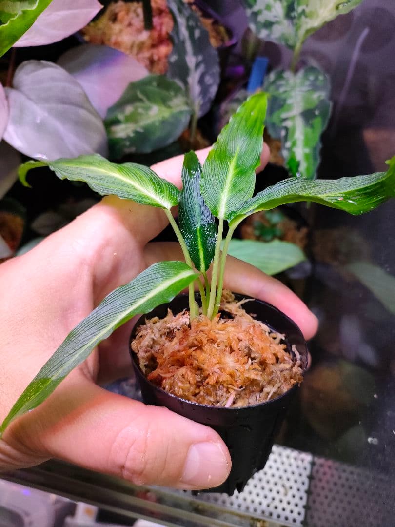 LA便 Homalomena sp.Papua【LA0021-05z】ホマロメナ