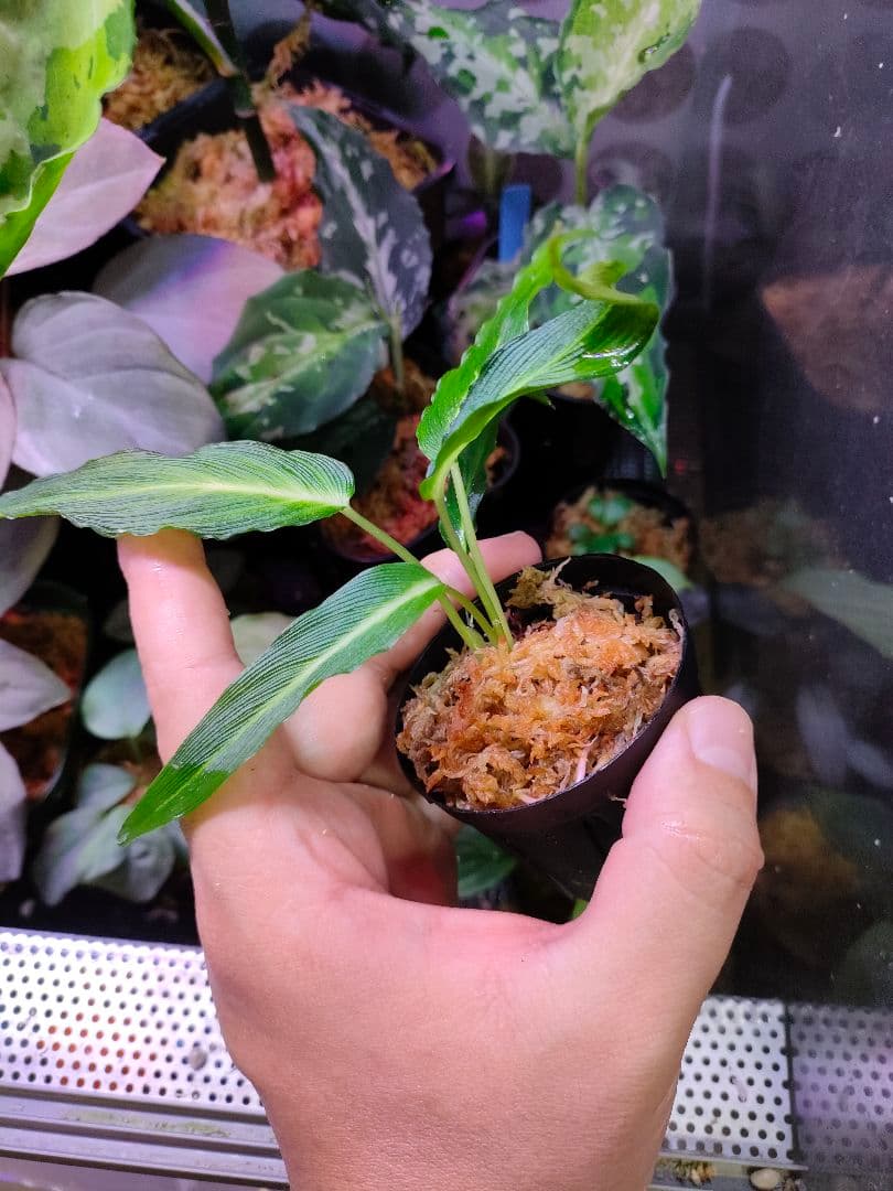 LA便 Homalomena sp.Papua【LA0021-05z】ホマロメナ