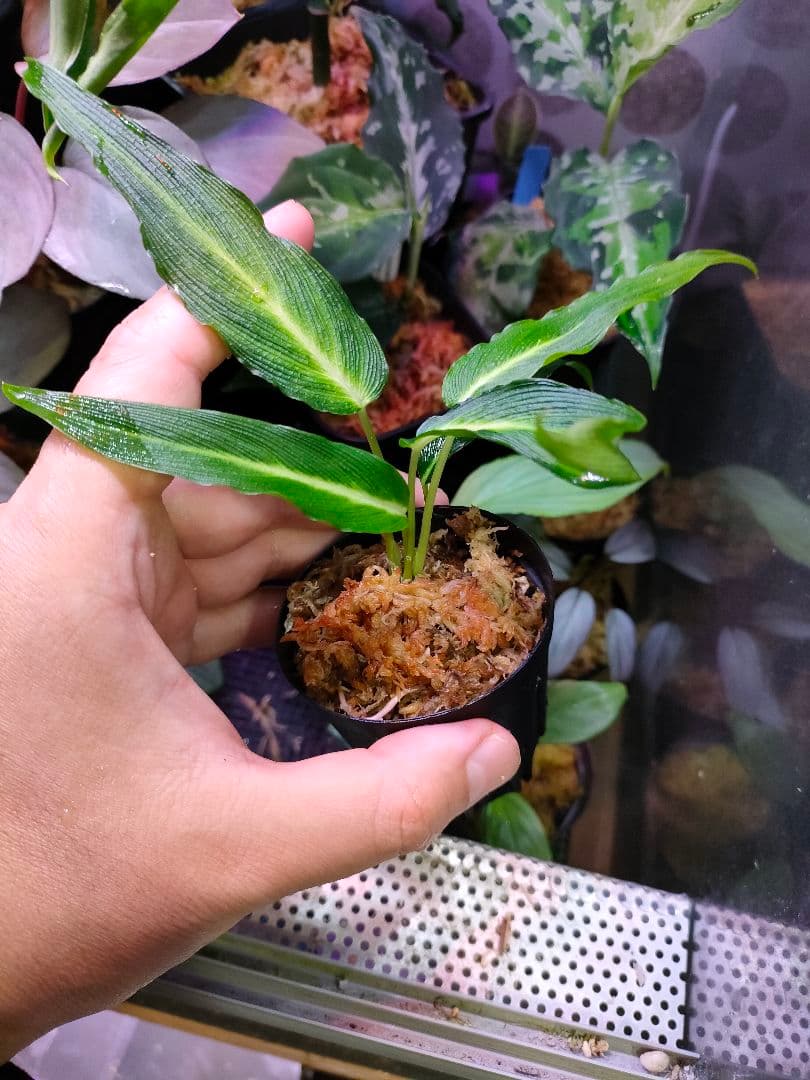 LA便 Homalomena sp.Papua【LA0021-05z】ホマロメナ