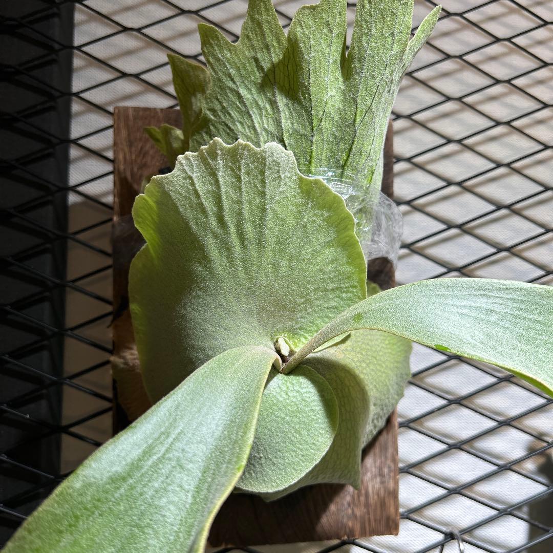 willinckii OMG White Gizmo mix スポア