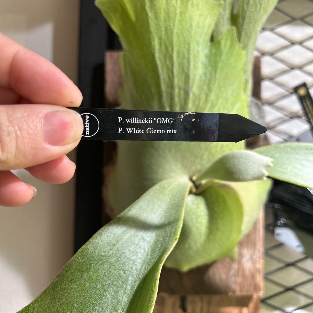 willinckii OMG White Gizmo mix スポア