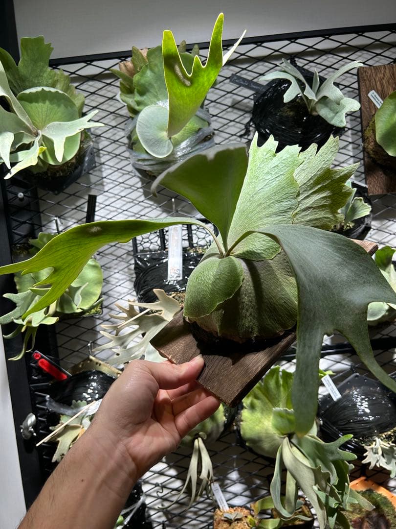 willinckii OMG White Gizmo mix スポア