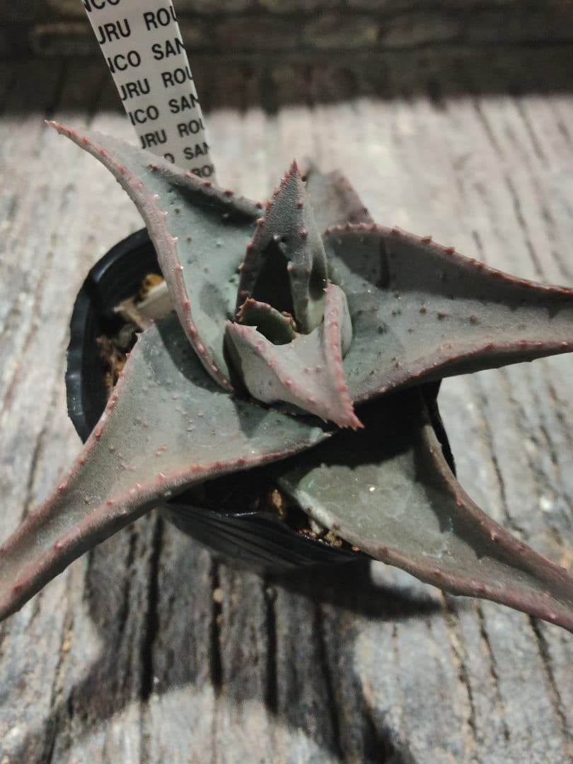 アロエ×ガステリア　十兵衛×カスティロニアエ　黒肌　異種配合　激レア個体　札付き