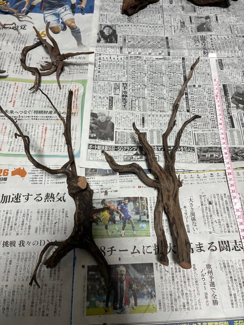 【沈下処理済み】ブラックスマトラブランチウッド