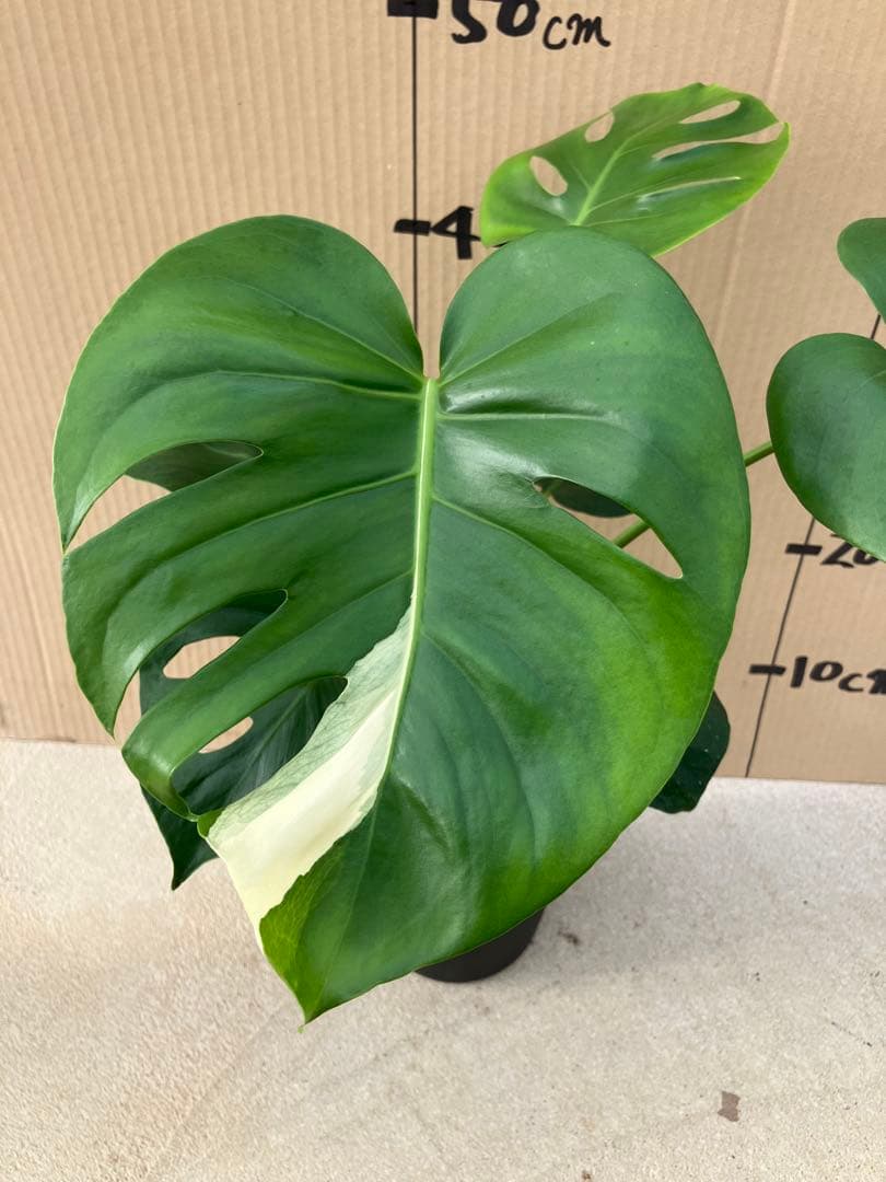 ト*オ様 モンステラ斑入り　デリシオーサ実生株　レア斑入り継続個体と斑入り株　2