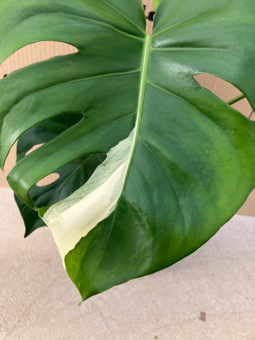 ト*オ様 モンステラ斑入り　デリシオーサ実生株　レア斑入り継続個体と斑入り株　2