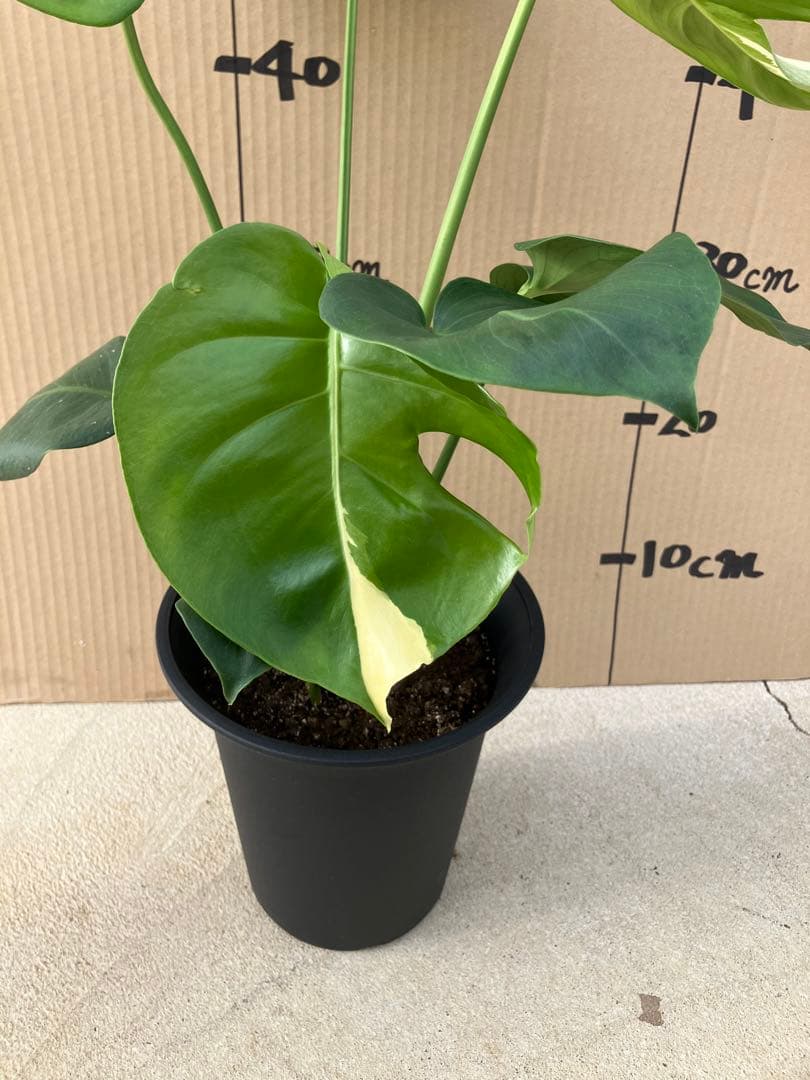 ト*オ様 モンステラ斑入り　デリシオーサ実生株　レア斑入り継続個体と斑入り株　2