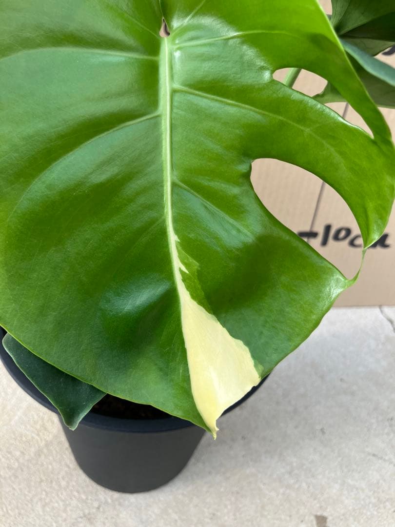 ト*オ様 モンステラ斑入り　デリシオーサ実生株　レア斑入り継続個体と斑入り株　2
