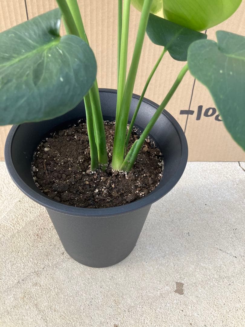 ト*オ様 モンステラ斑入り　デリシオーサ実生株　レア斑入り継続個体と斑入り株　2