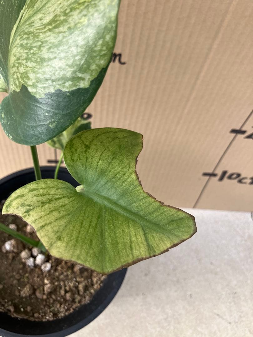 ト*オ様 モンステラ斑入り　デリシオーサ実生株　レア斑入り継続個体と斑入り株　2