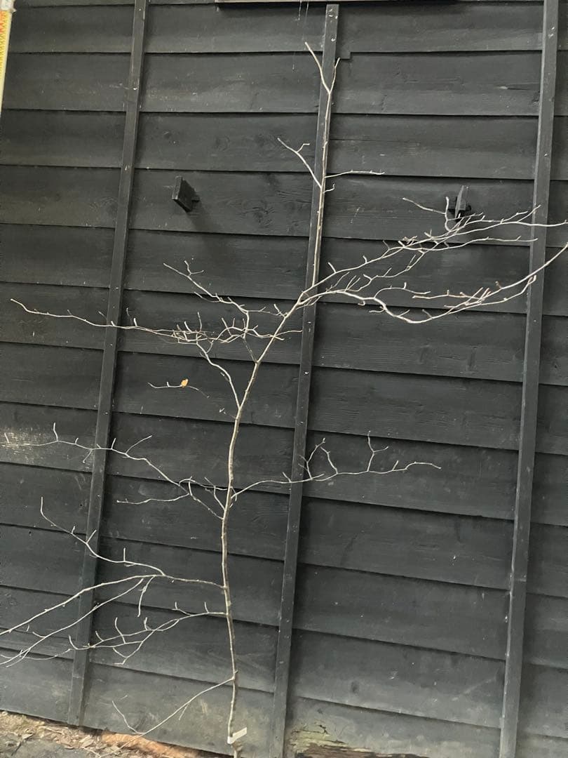 1 山採り　アズキナシ