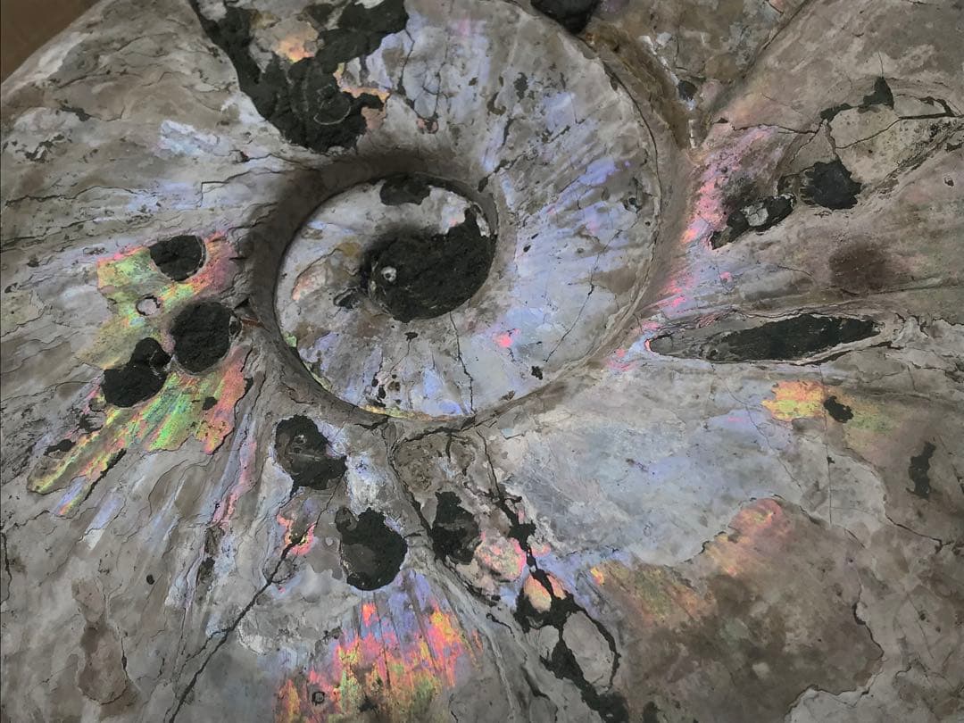 〈新入荷〉マダガスカル産　アンモナイト化石青（ビューダンティセラス）超特大サイズ