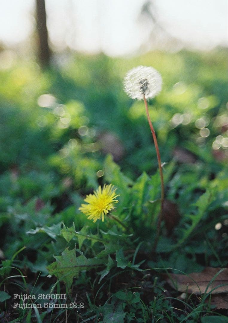 fujica st605ii＊fujinon 55mm f2.2＊完動品・美品