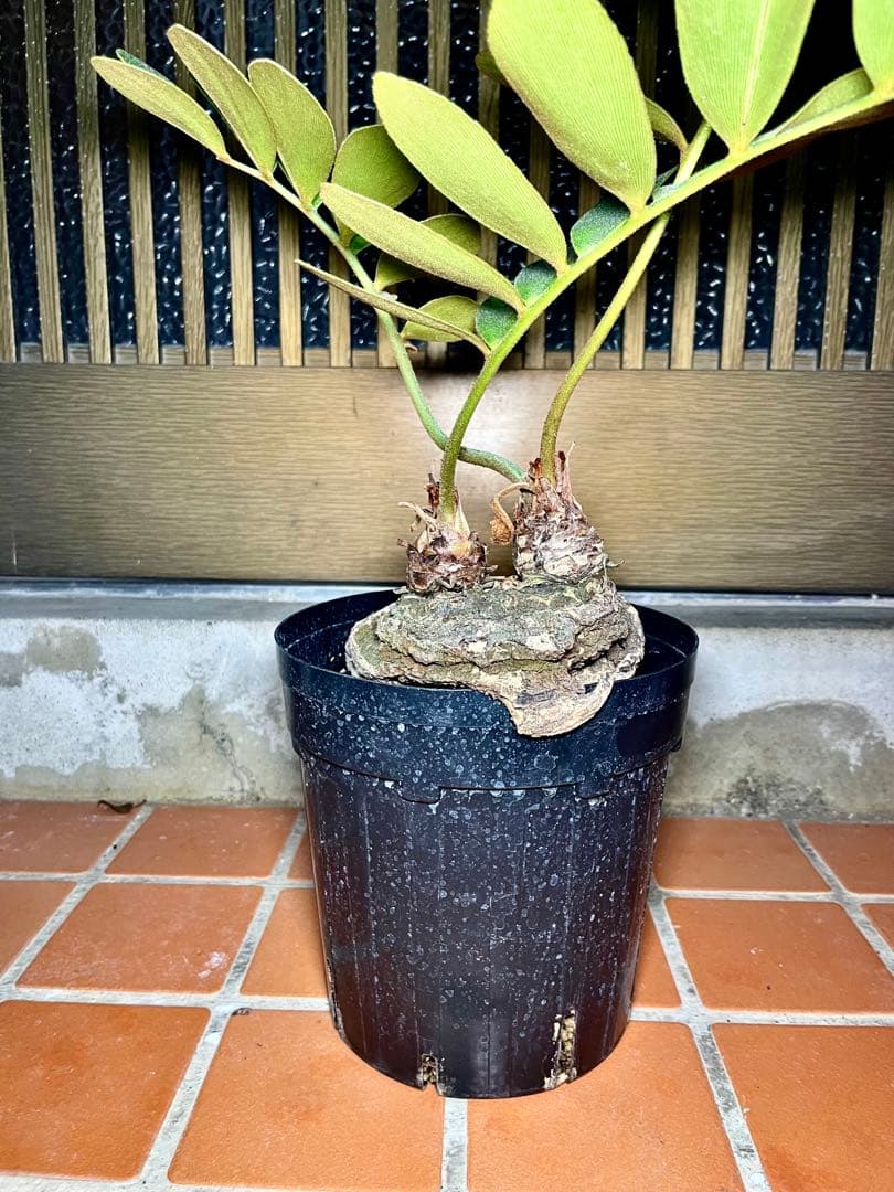 超！超！特良！ザミア５号 盆栽 懸崖仕立て 鉢ごと発送 観葉植物