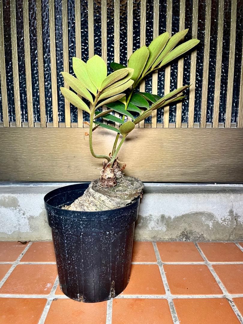 超！超！特良！ザミア５号 盆栽 懸崖仕立て 鉢ごと発送 観葉植物