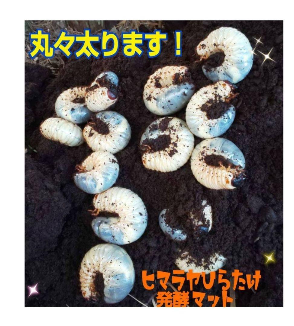 カブトムシ幼虫が大きくなる！栄養たっぷり！発酵マット【6袋】雑虫も湧きません！