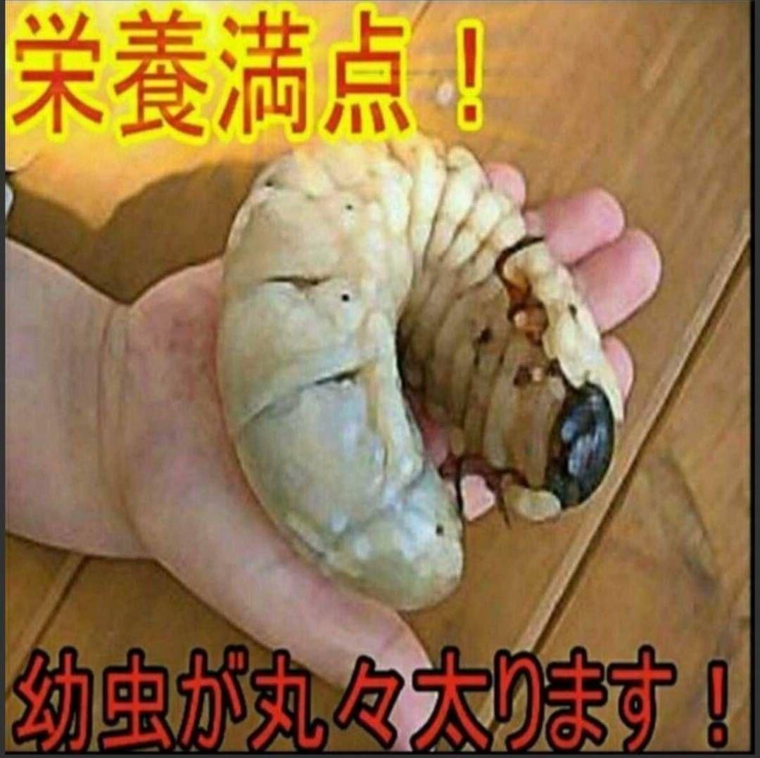 カブトムシ幼虫が大きくなる！栄養たっぷり！発酵マット【6袋】雑虫も湧きません！
