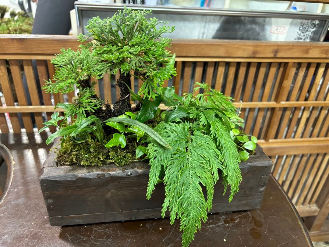 自家製，イワヒバの寄せ植え盆栽 山野草盆栽 自然風景スタイルの苔玉 激安