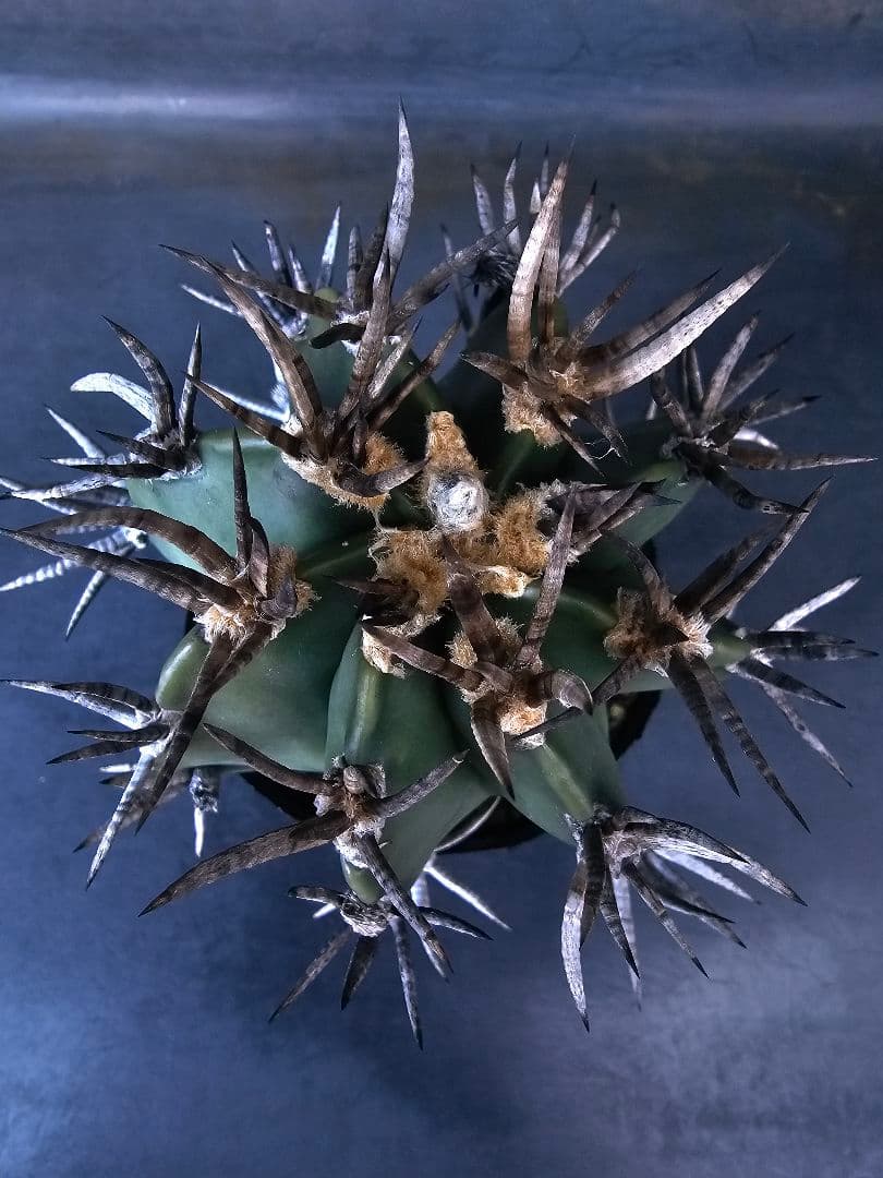 メルカリ便発送☆サボテン アストロフィツム 短刺水牛大鳳玉(実生苗です)