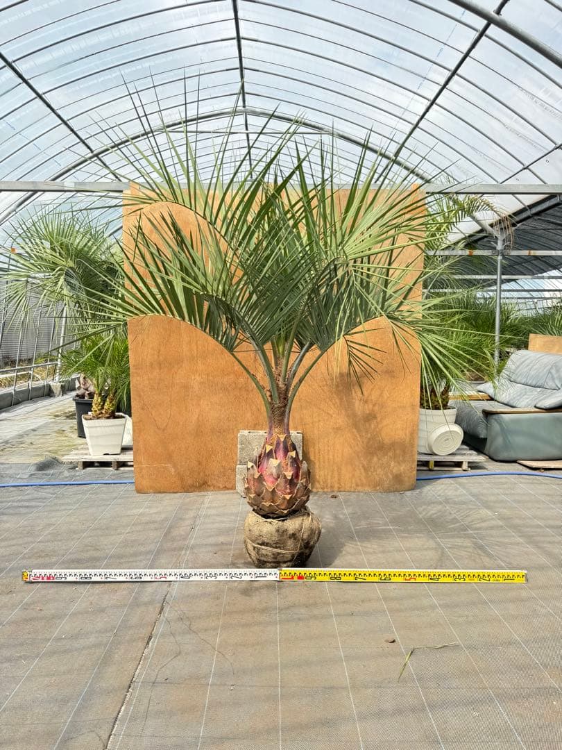 ココスヤシシルバーリーフ【極太】葉先190cm幹回り90cm 幹高40cm