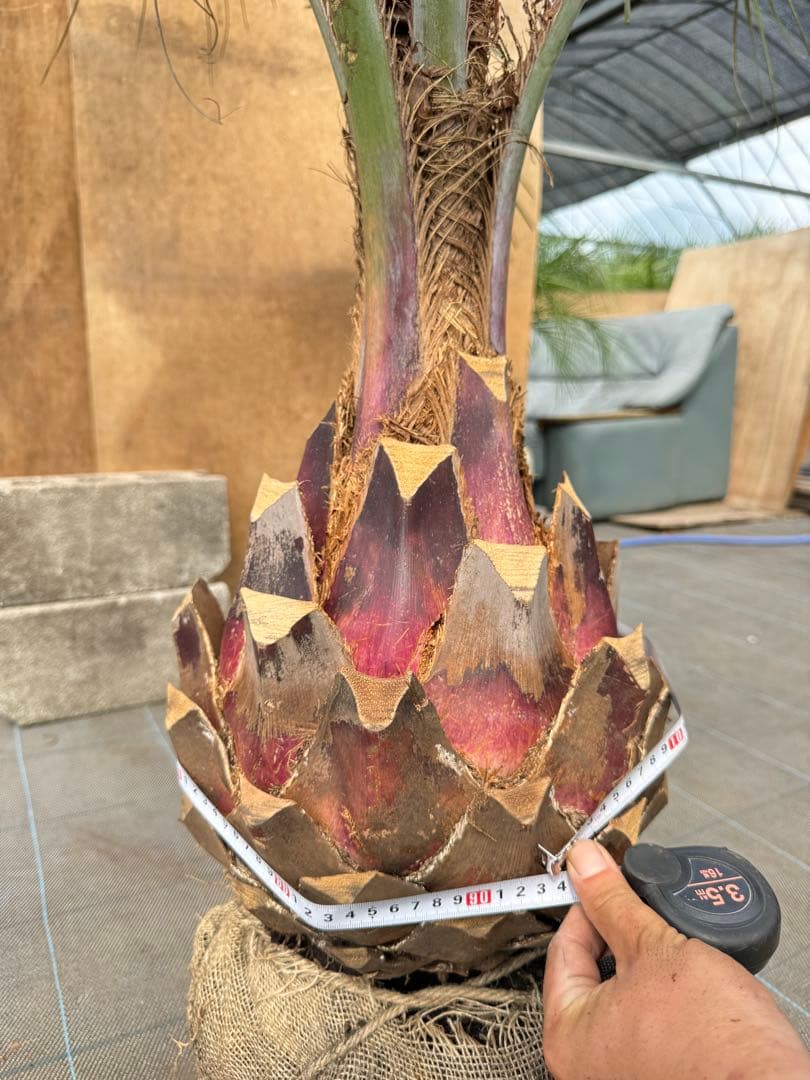 ココスヤシシルバーリーフ【極太】葉先190cm幹回り90cm 幹高40cm