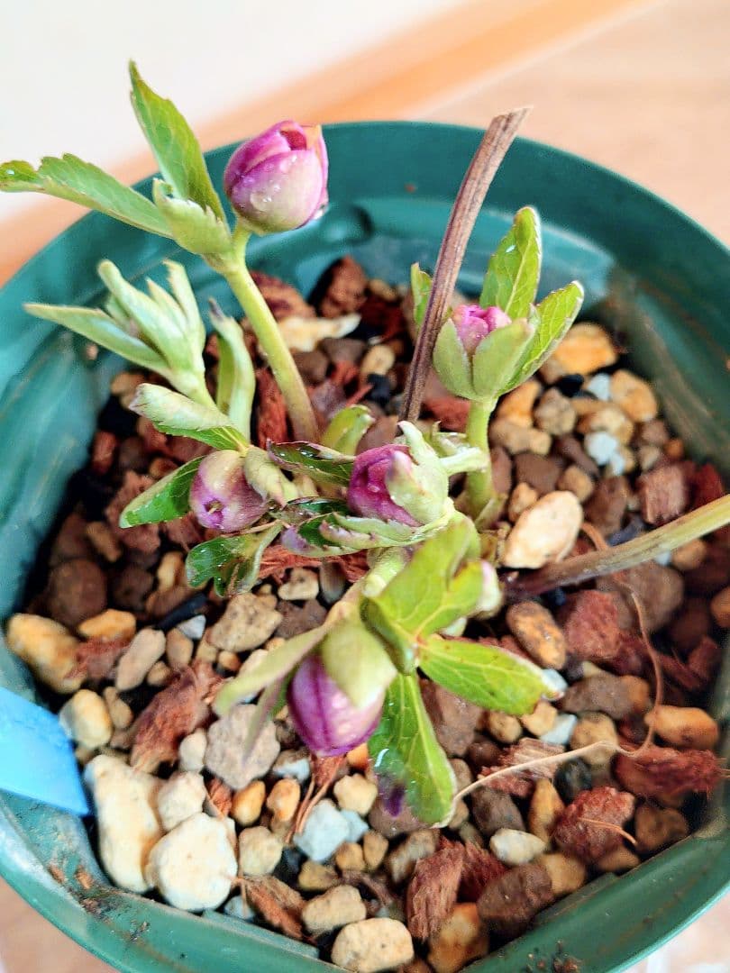 よ*)様 クリスマスローズ蕾