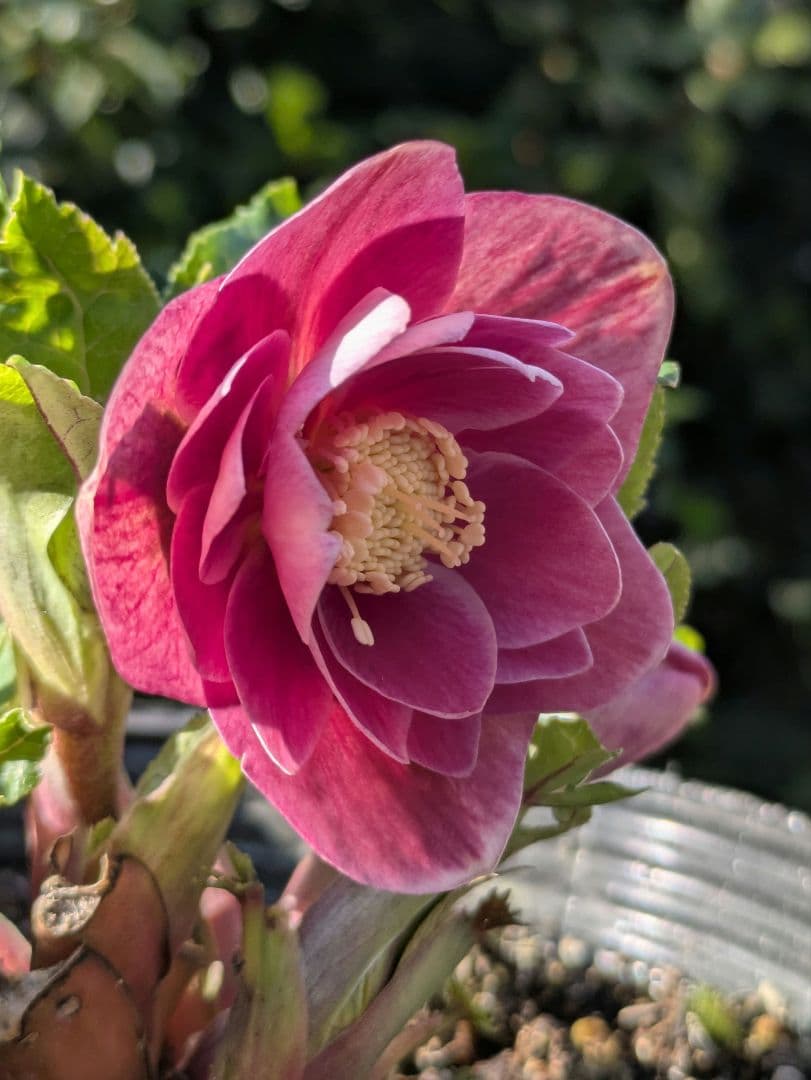 【広瀬園芸】クリスマスローズ ソレイユ系 オーレアdd リバーシブル