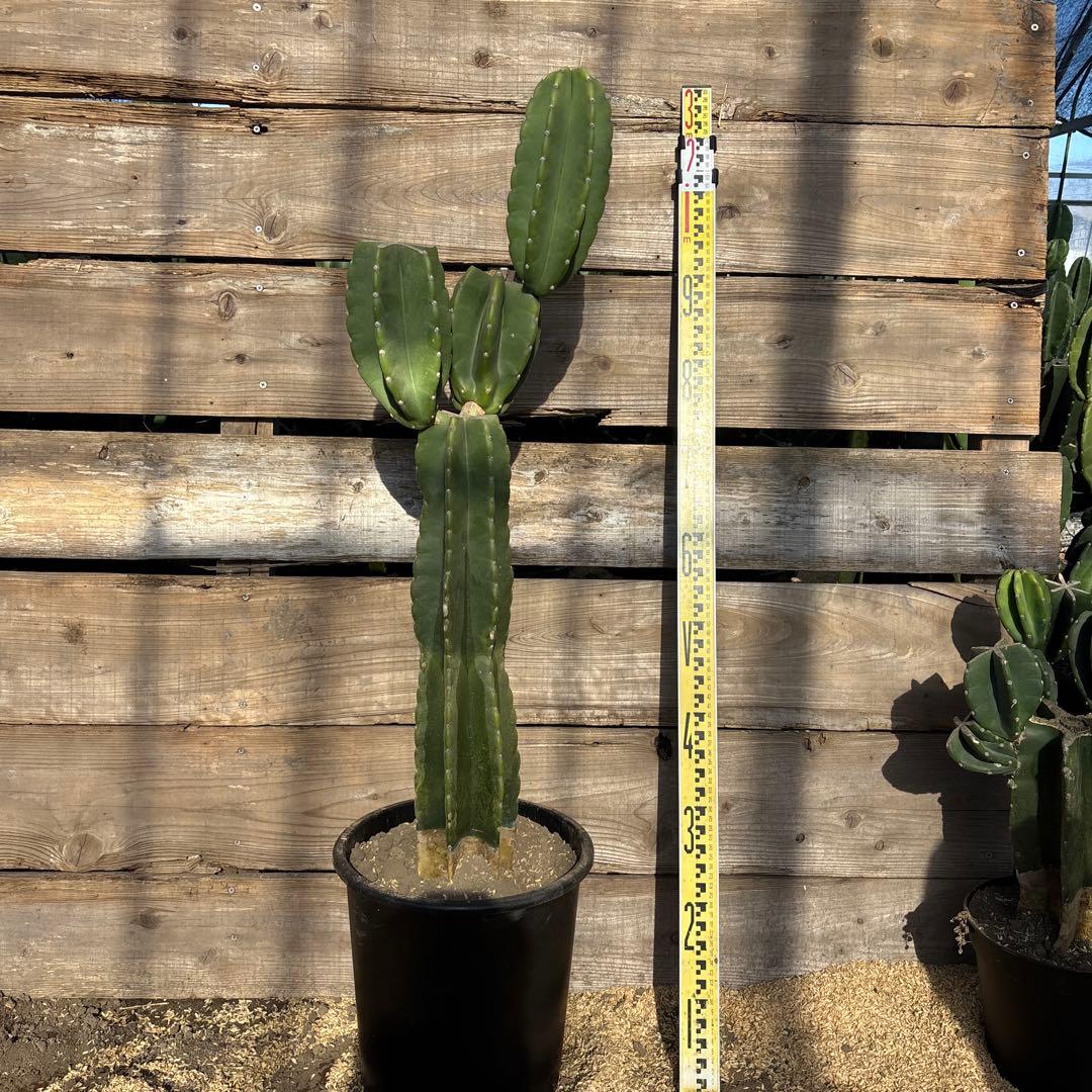 越冬済　柱サボテン　鬼面角　発根　ウチワサボテン　ドライガーデン　サボテン　金鯱