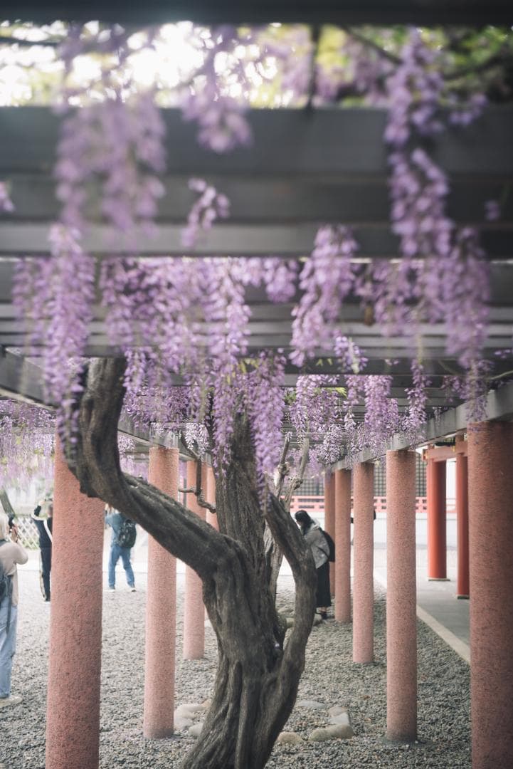 SALE！虹の出る癖玉！Leica Summar 50mm f2 オールドレンズ