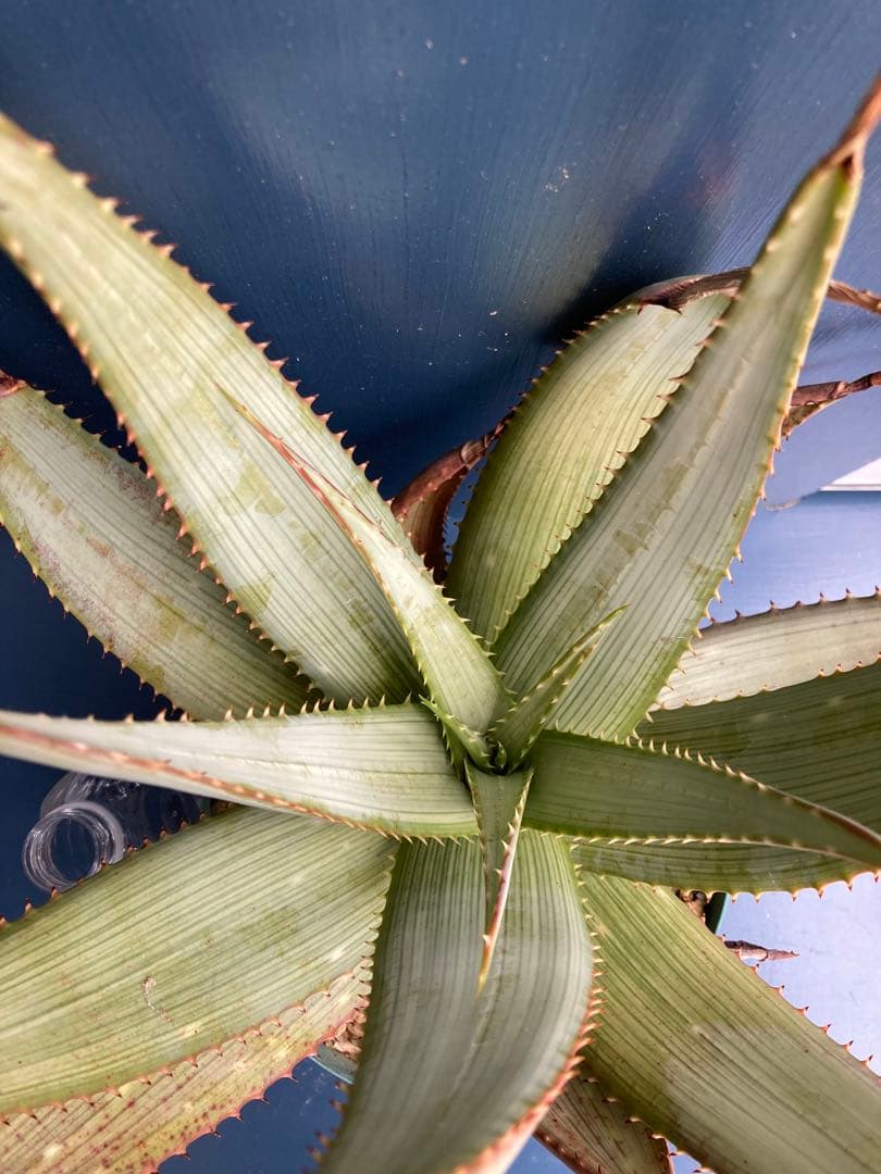 アロエ ガリエペンシス 実生 大苗 ビザールプランツ 多肉植物 ドライガーデン