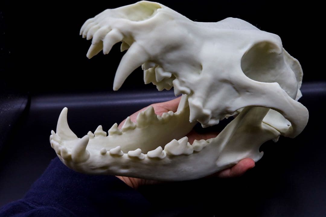 タイリクオオカミ原寸大頭骨模型