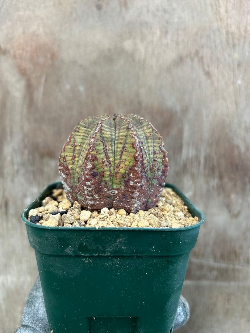 ユーフォルビアオベサ2株セット