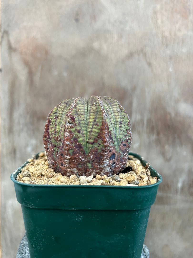 ユーフォルビアオベサ2株セット