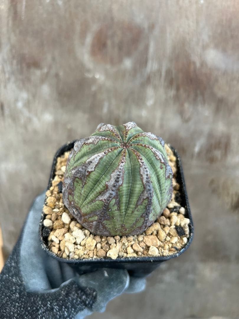 ユーフォルビアオベサ2株セット