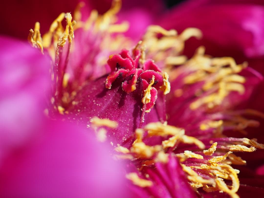 【箱有り】オリンパス単焦点 M.ZUIKO ED 30mm f3.5 Macro