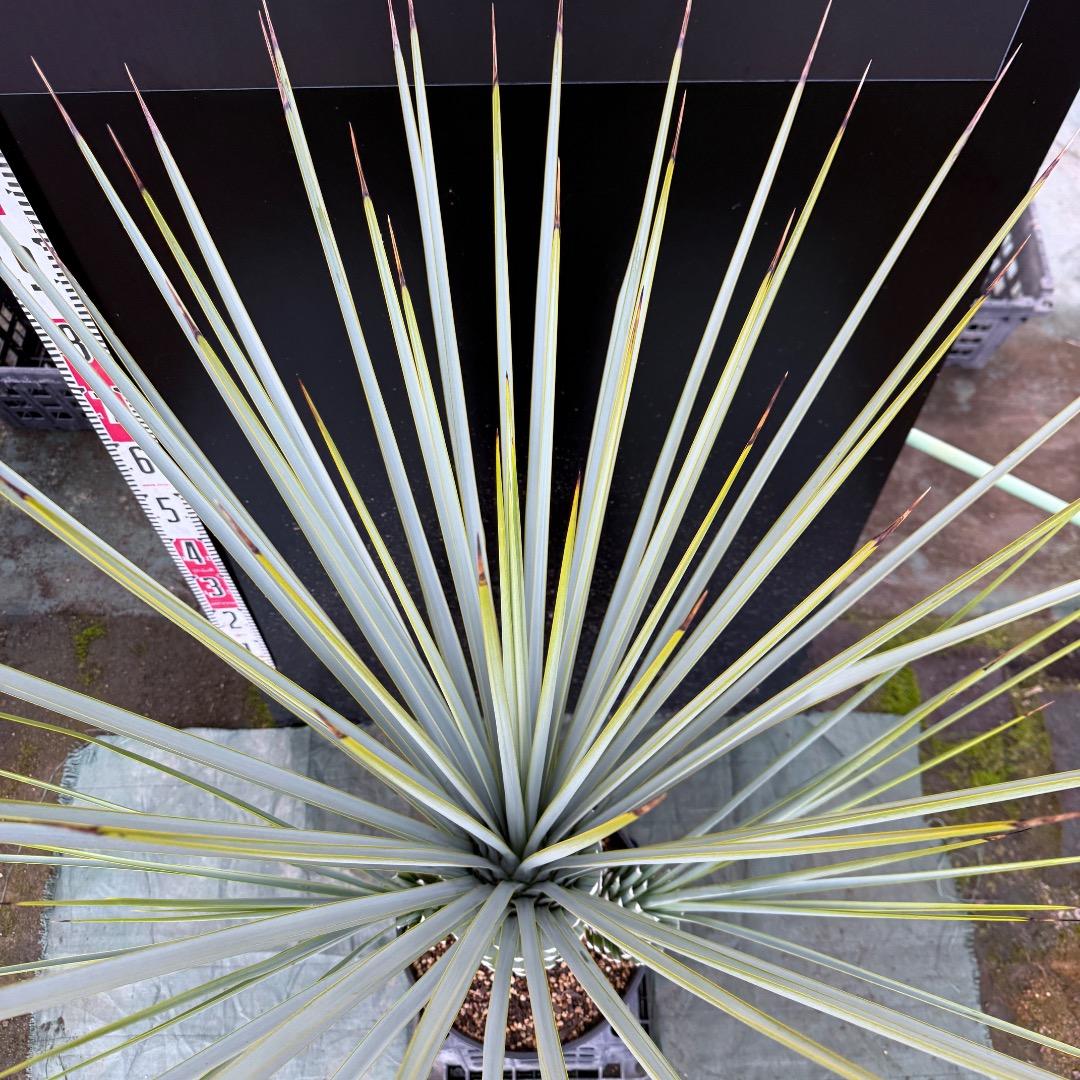 H*U様 【AL1122】ユッカ　リギダ　超希少トリプルヘッド