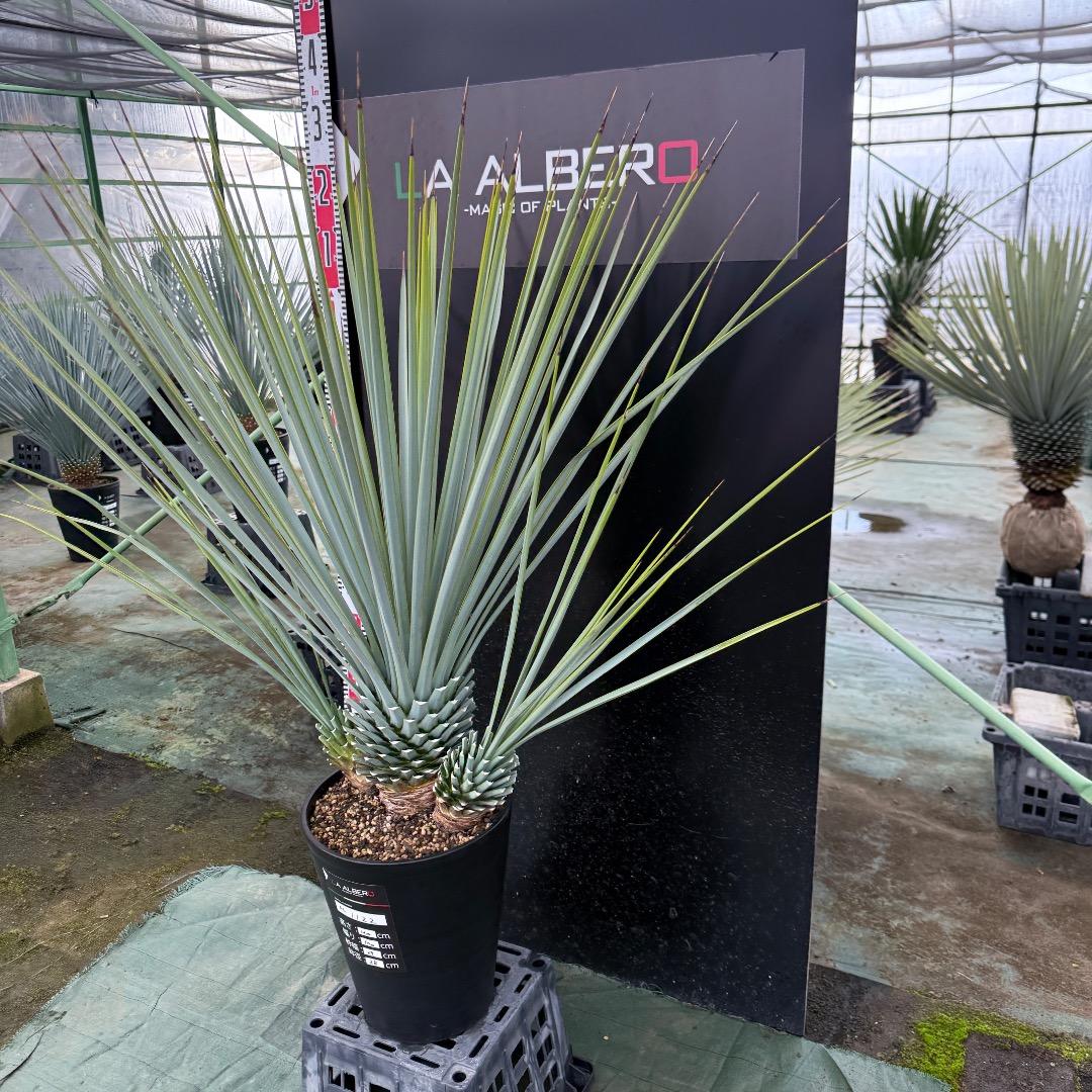 H*U様 【AL1122】ユッカ　リギダ　超希少トリプルヘッド