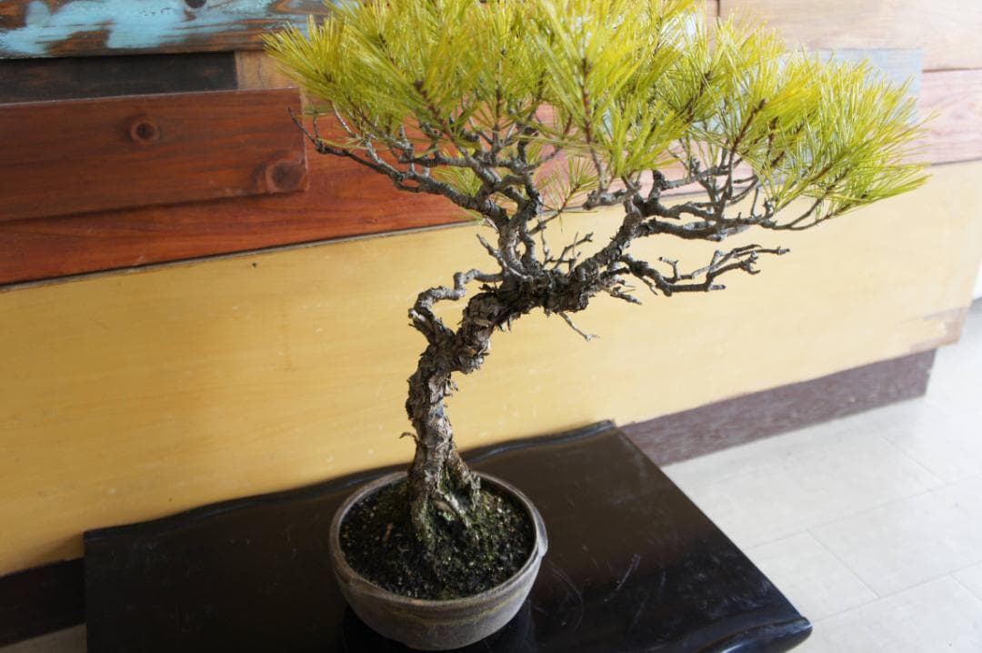 盆栽 『赤松』 インテリア 観葉植物 園芸 ガーデニング 送料無料 b201