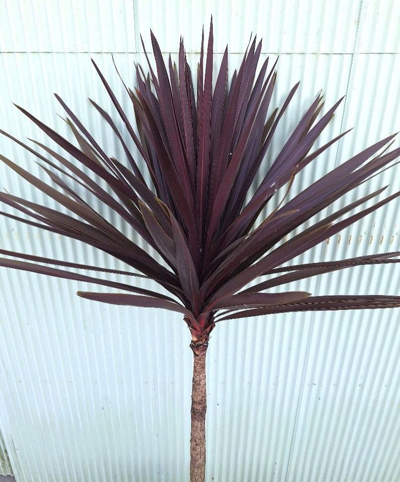 コルジリネ【レッドスター】　(赤ドラセナ)