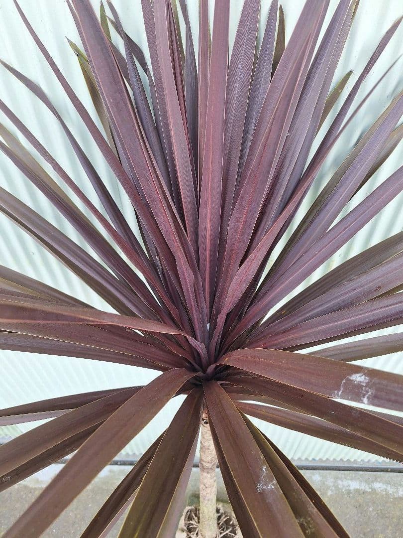 コルジリネ【レッドスター】　(赤ドラセナ)